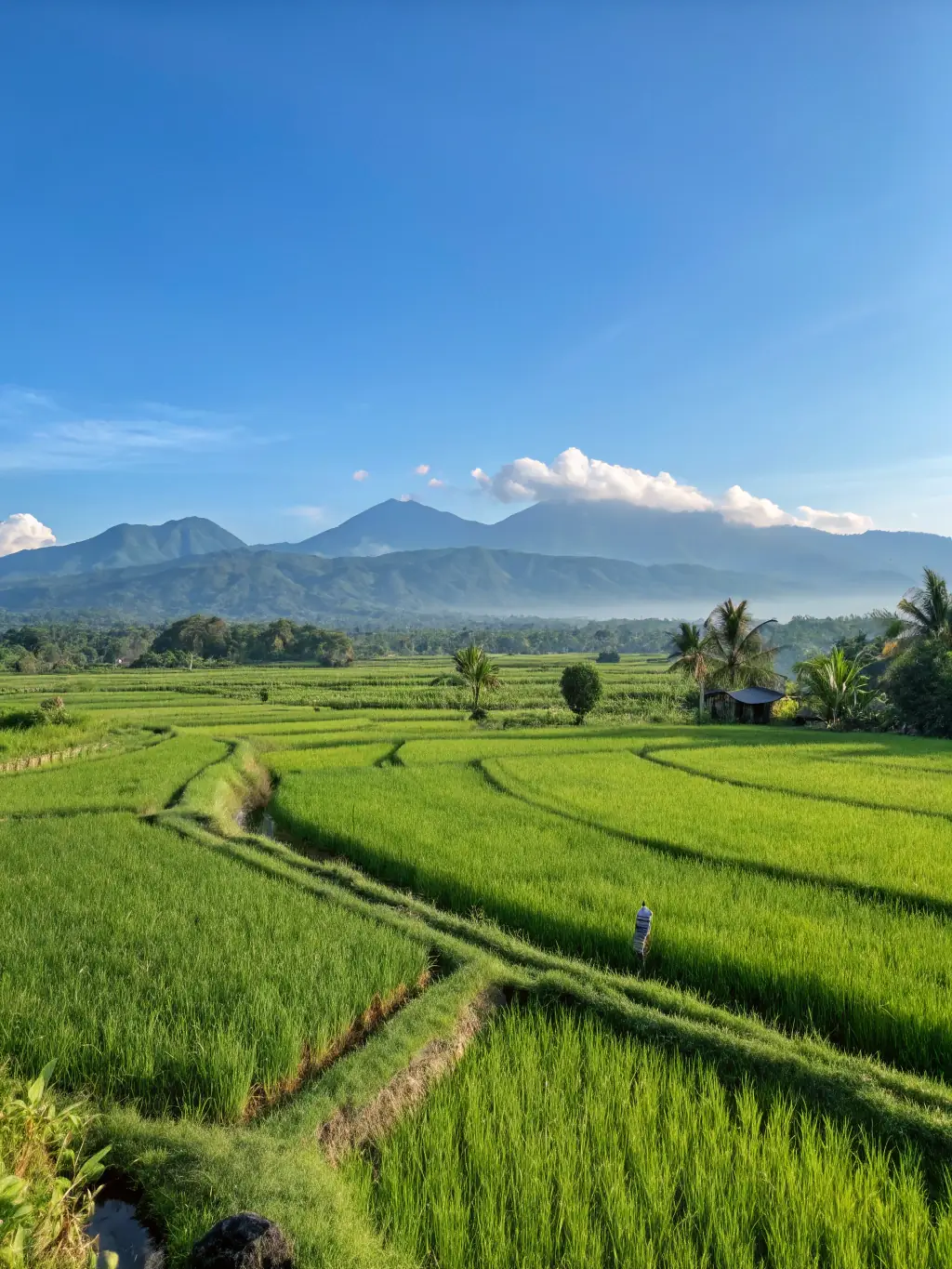 A breathtaking view of the Tegalalang Rice Terraces in Bali, highlighting the lush greenery and intricate irrigation system, capturing the natural beauty of the landscape.