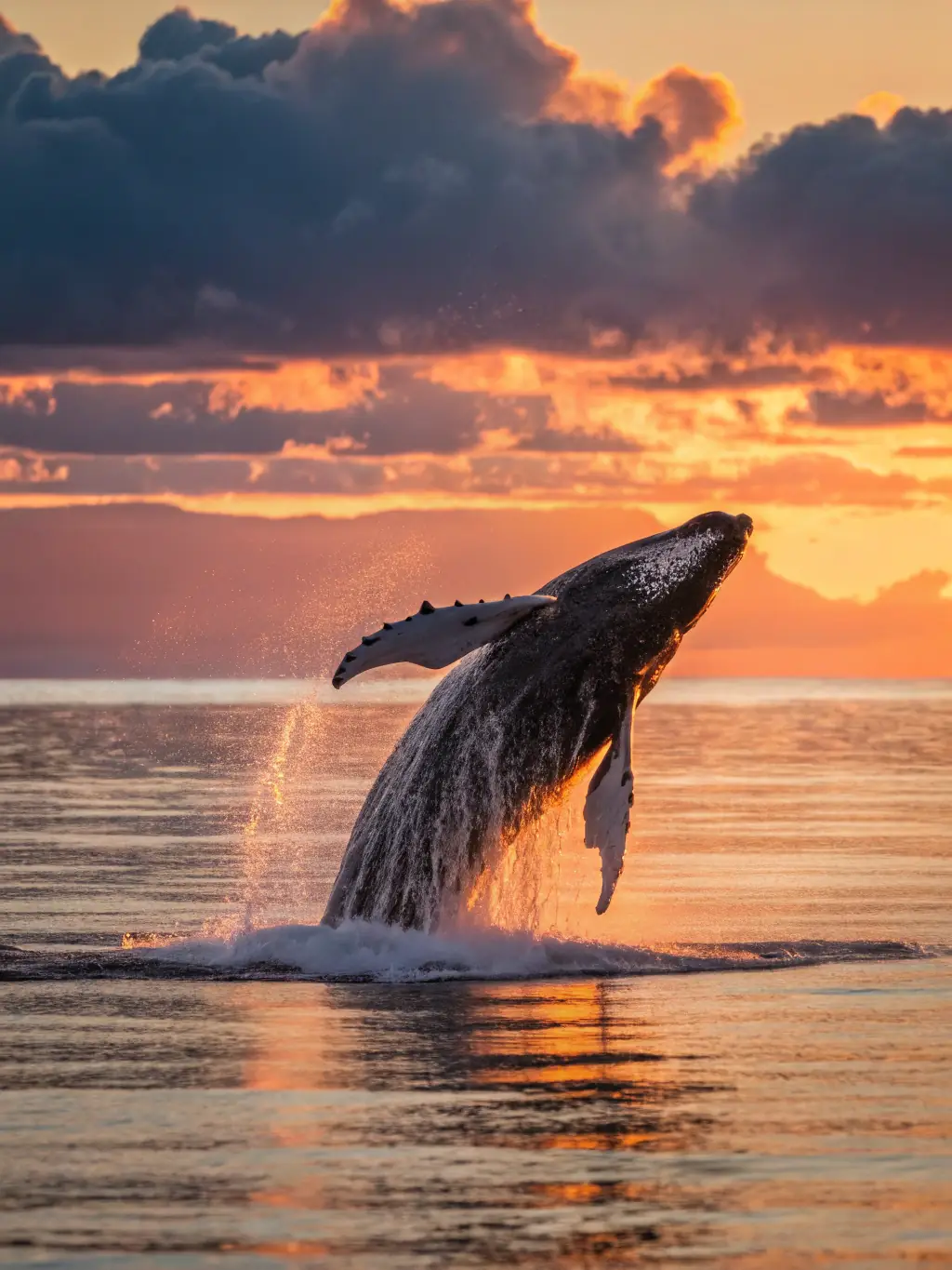 A majestic humpback whale breaching the ocean surface during whale watching season in Maui, with the beautiful Hawaiian coastline in the background, highlighting the excitement of whale watching.